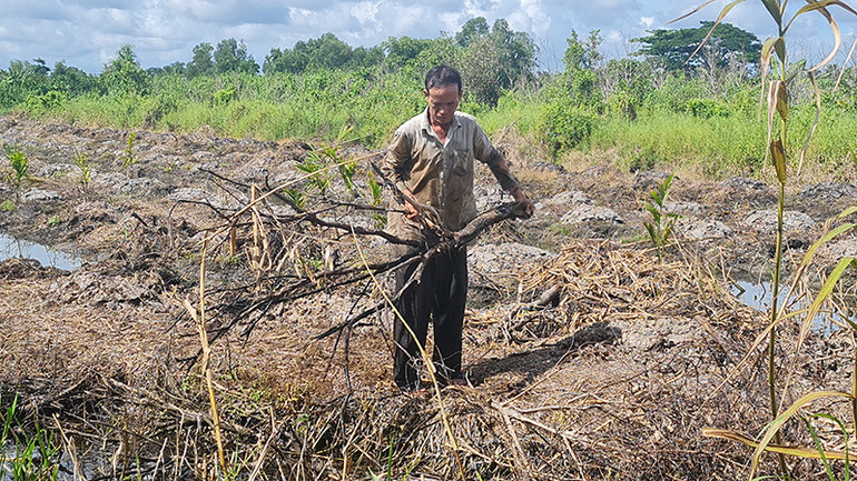 Ông Nguyễn Văn Học đã đốn bỏ vườn cam sành bị chết.