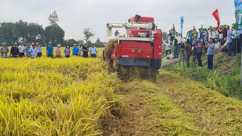 22 năm liên tiếp huyện Vị Thủy đạt sản lượng lúa hơn 200.000 tấn/năm. 22 năm liên tiếp huyện Vị Thủy đạt sản lượng lúa hơn 200.000 tấn/năm.