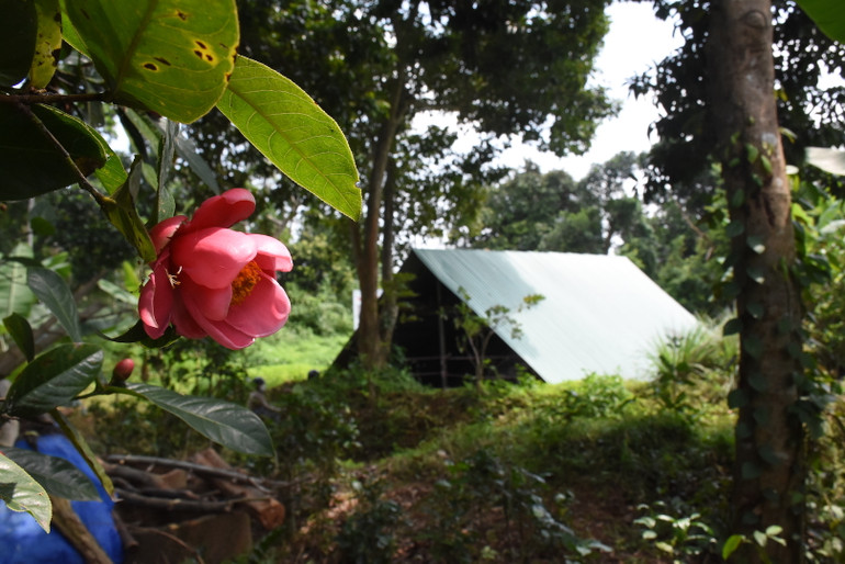 Nhiều gia đình người dân sống trong khu vực vùng lõi di tích này, hằng ngày tùy theo khả năng của mình, vẫn chăm chút cho di tích, chờ ngày di dời, giải tỏa. Họ vẫn giữ lại những cây xanh có tuổi thọ lâu năm tại khu vực này. Và mùa này, cây hoa hải đường đỏ ở ngay khu vực Hố thiêng nở đỏ một góc vườn.