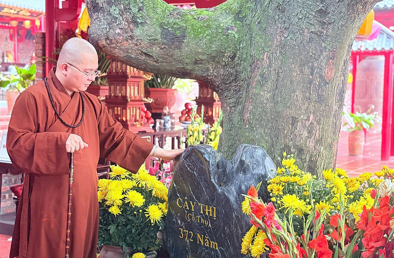 Đại đức Thích Huệ Hạnh và cây thị cổ thụ trong khuôn viên ngôi chùa. Đại đức Thích Huệ Hạnh và cây thị cổ thụ trong khuôn viên ngôi chùa.