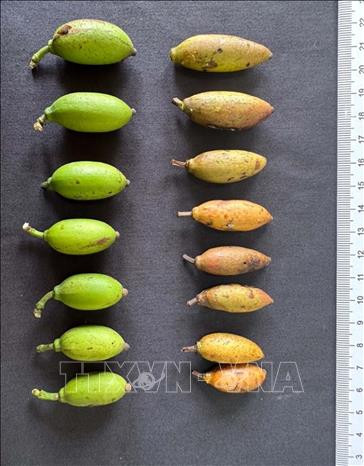 Quả cây trai lý (Garcinia fagraeoides A. Chev.) tại khu Bảo tồn thiên nhiên Pù Luông. (Ảnh: TTXVN)