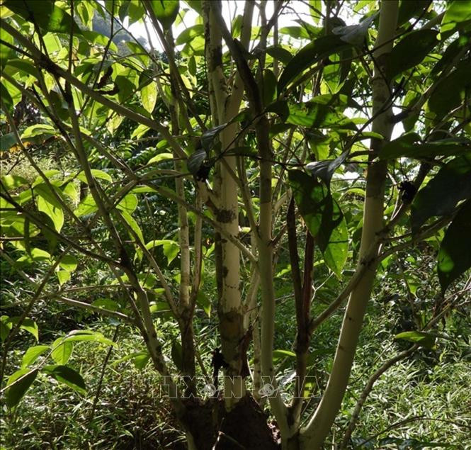 Cây trà hoa trái mỏng (Camellia pleurocarpa) tại khu Bảo tồn thiên nhiên Pù Luông, tỉnh Thanh Hóa. (Ảnh: TTXVN)