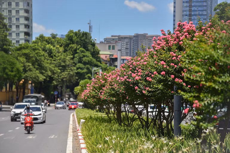 [Ảnh] Con đường hoa tường vi nở rộ, đẹp mê mẩn giữa lòng Hà Nội ảnh 11