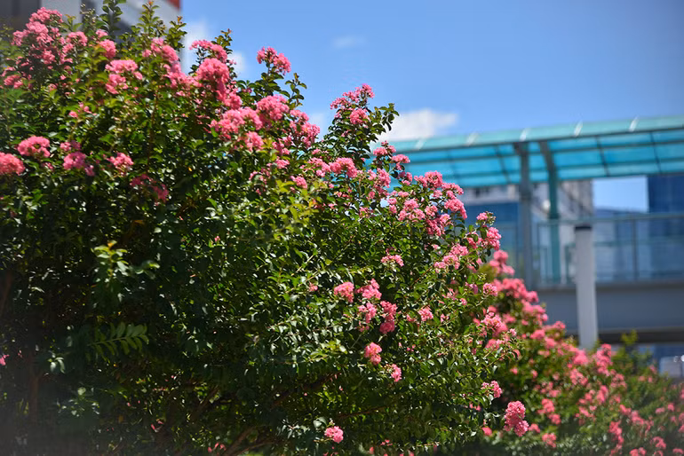 [Ảnh] Con đường hoa tường vi nở rộ, đẹp mê mẩn giữa lòng Hà Nội ảnh 12