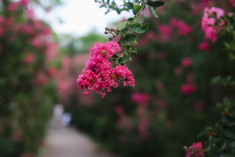 [Ảnh] Con đường hoa tường vi nở rộ, đẹp mê mẩn giữa lòng Hà Nội ảnh 2