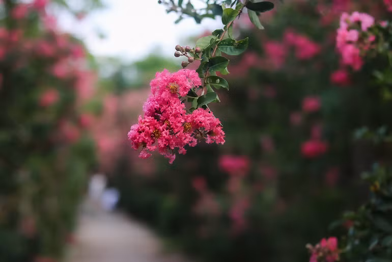[Ảnh] Con đường hoa tường vi nở rộ, đẹp mê mẩn giữa lòng Hà Nội ảnh 2
