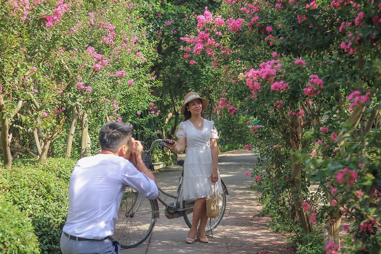 [Ảnh] Con đường hoa tường vi nở rộ, đẹp mê mẩn giữa lòng Hà Nội ảnh 6