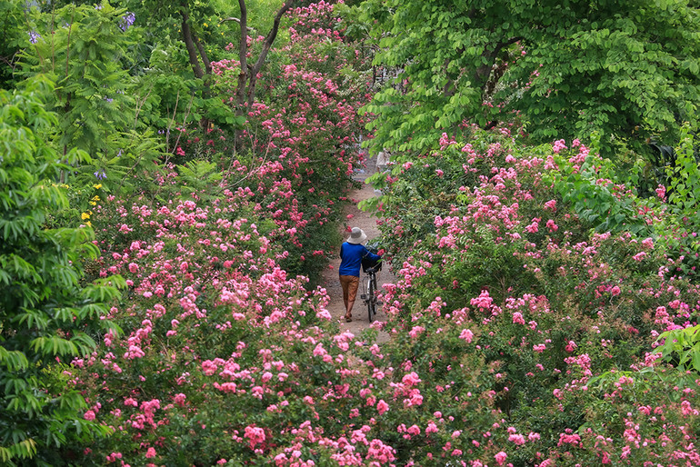 [Ảnh] Con đường hoa tường vi nở rộ, đẹp mê mẩn giữa lòng Hà Nội ảnh 4
