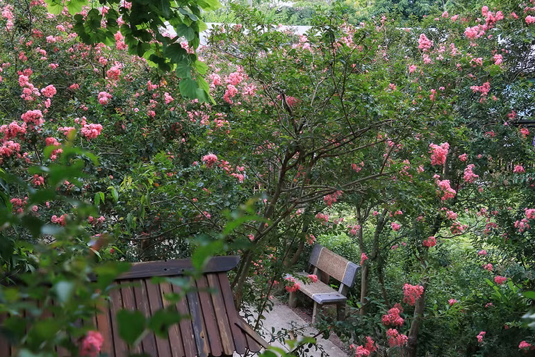 [Ảnh] Con đường hoa tường vi nở rộ, đẹp mê mẩn giữa lòng Hà Nội ảnh 7