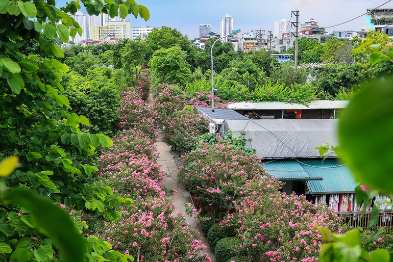 [Ảnh] Con đường hoa tường vi nở rộ, đẹp mê mẩn giữa lòng Hà Nội ảnh 3