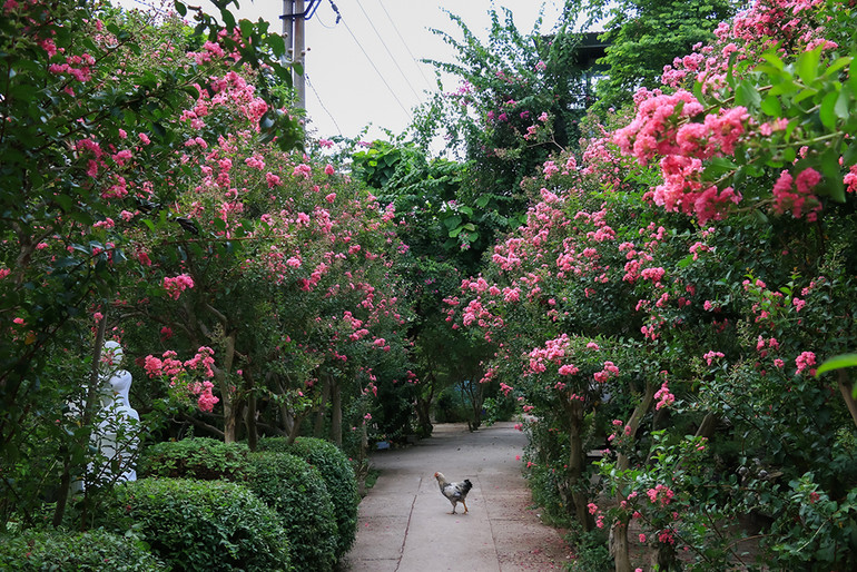 [Ảnh] Con đường hoa tường vi nở rộ, đẹp mê mẩn giữa lòng Hà Nội ảnh 9