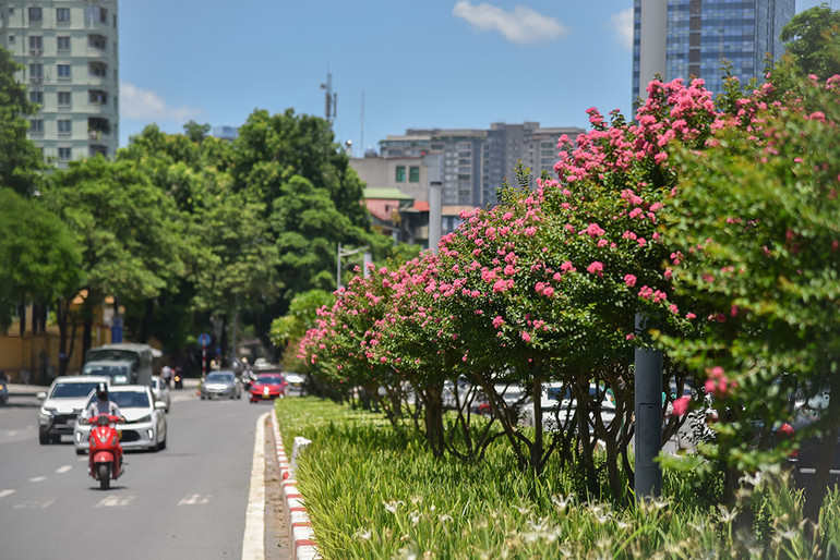[Ảnh] Con đường hoa tường vi nở rộ, đẹp mê mẩn giữa lòng Hà Nội ảnh 11