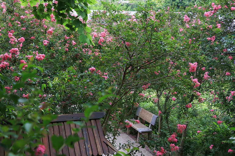 [Ảnh] Con đường hoa tường vi nở rộ, đẹp mê mẩn giữa lòng Hà Nội ảnh 7