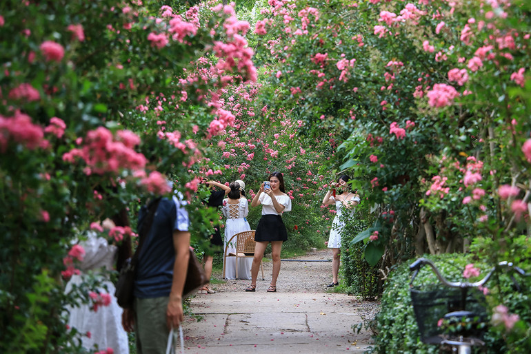 [Ảnh] Con đường hoa tường vi nở rộ, đẹp mê mẩn giữa lòng Hà Nội ảnh 5