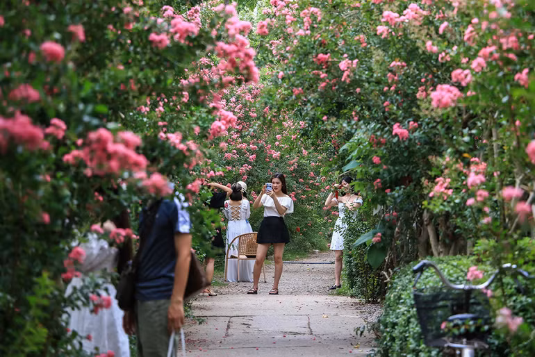 [Ảnh] Con đường hoa tường vi nở rộ, đẹp mê mẩn giữa lòng Hà Nội ảnh 5