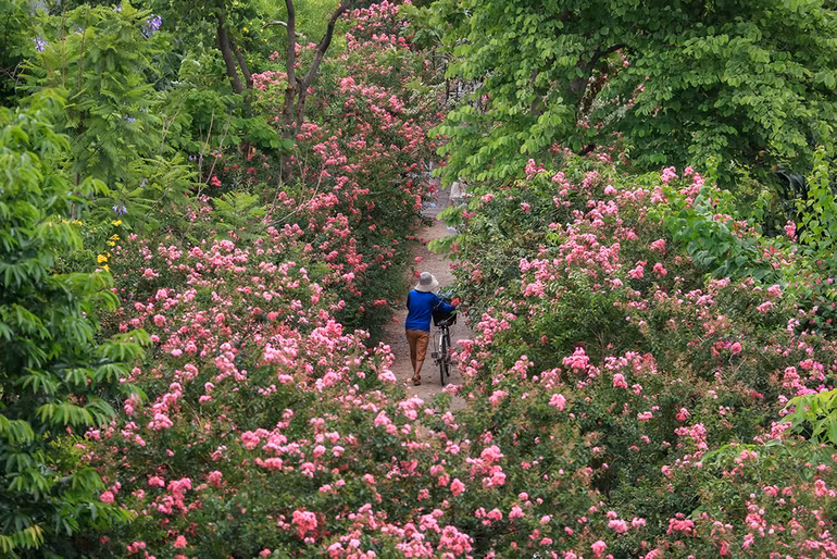 [Ảnh] Con đường hoa tường vi nở rộ, đẹp mê mẩn giữa lòng Hà Nội ảnh 4