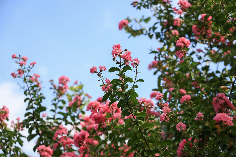 [Ảnh] Con đường hoa tường vi nở rộ, đẹp mê mẩn giữa lòng Hà Nội ảnh 1