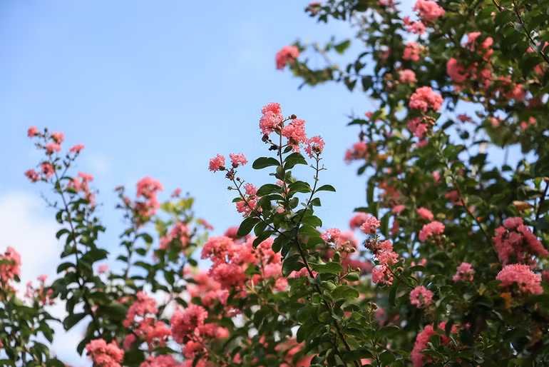 [Ảnh] Con đường hoa tường vi nở rộ, đẹp mê mẩn giữa lòng Hà Nội ảnh 1