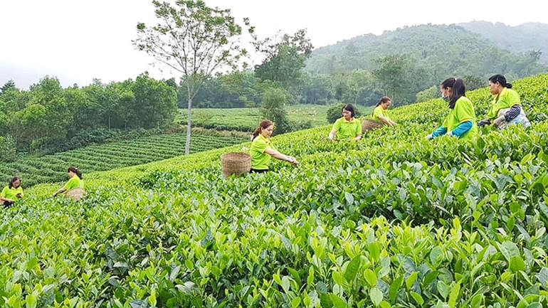 Chương trình mỗi xã 1 sản phẩm OCOP gắn với xây dựng nông thôn mới đã nâng thương hiệu, nâng giá trị chè Thái Nguyên.