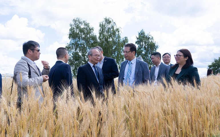 Cánh đồng lúa mì của TH.