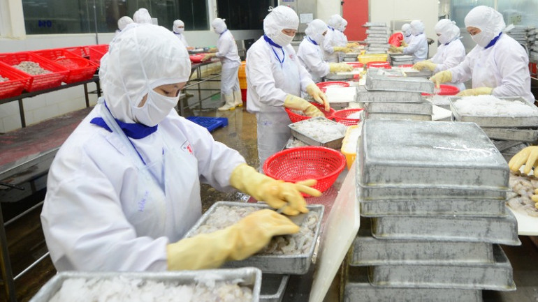 Chế biến thủy sản xuất khẩu ở Công ty CP Thủy sản Cafatex ( Hậu Giang). (Ảnh: TRẦN TUẤN) Chế biến thủy sản xuất khẩu ở Công ty CP Thủy sản Cafatex ( Hậu Giang). (Ảnh: TRẦN TUẤN)