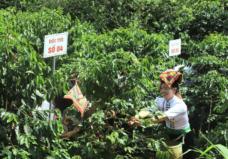 Các đội tham gia thi hái cà phê.