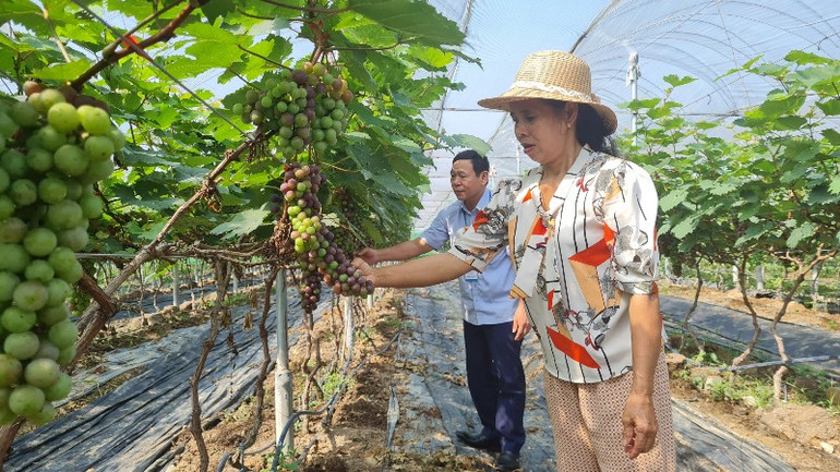 Trang trại nho Hạ Đen của bà Nguyễn Thị Hương.