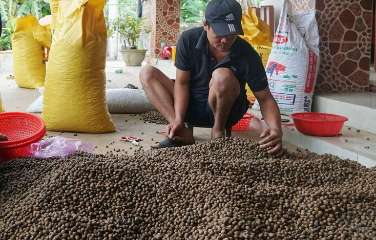 Hạt dẻ năm nay được mùa, được giá nên người dân vui khi có thêm nguồn thu nhập.