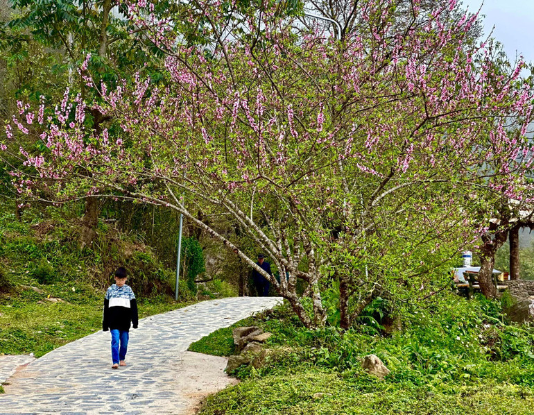 Hoa đào, hoa mận nở bừng trên lối nhỏ.