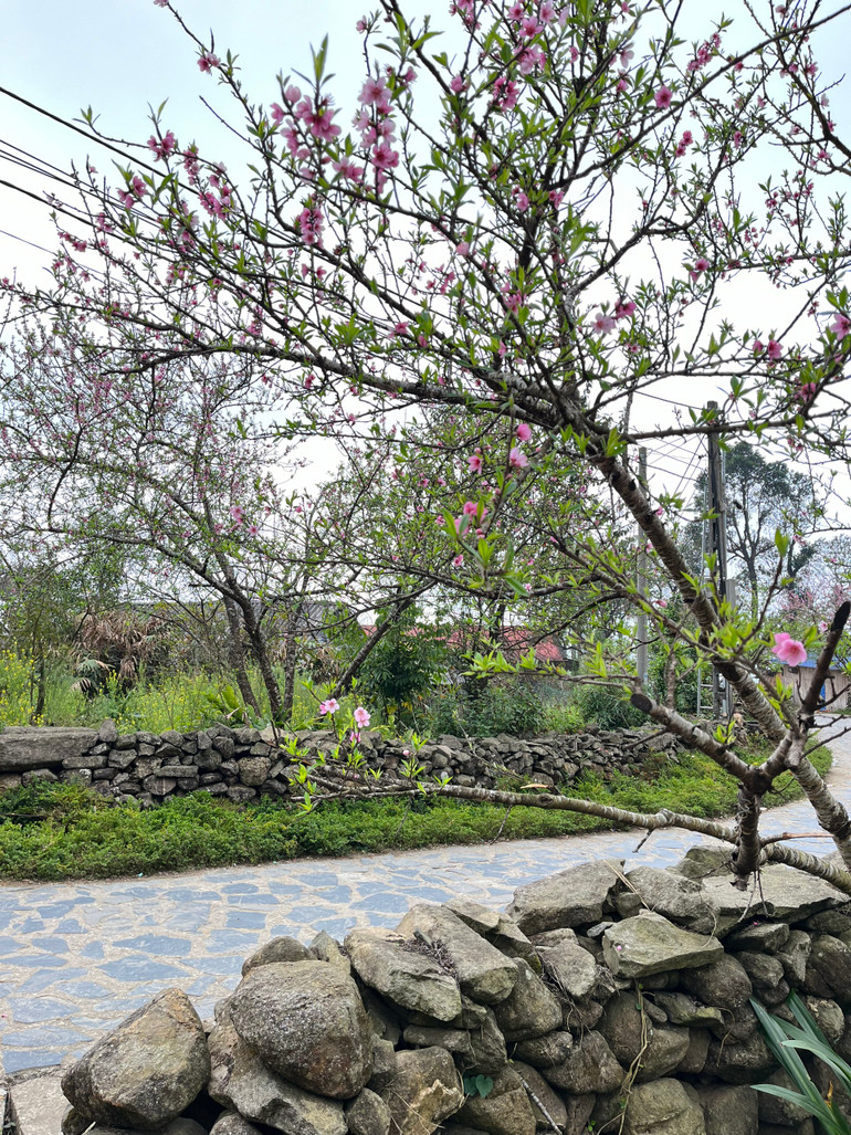 Hàng rào đá là nét đặc sắc tạo cảnh quan nơi đây.