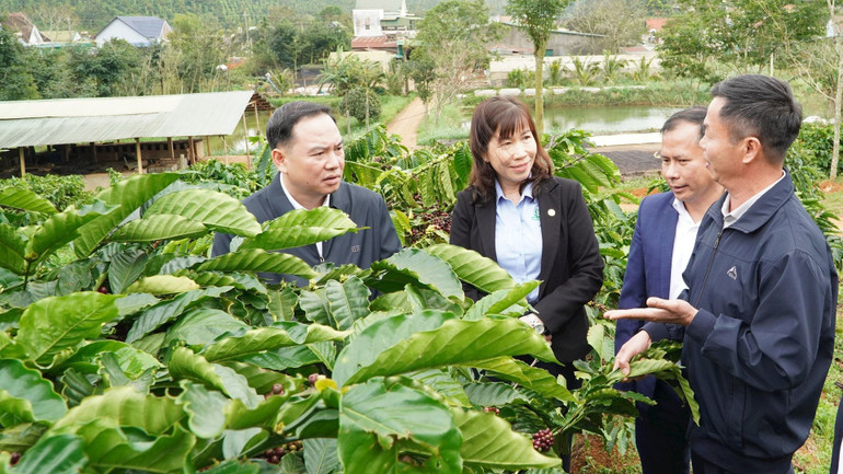 Mô hình tiêu-cà phê là thế mạnh của huyện Đắk Song.