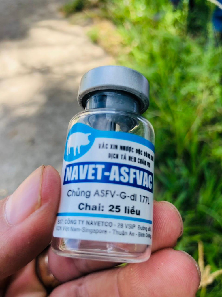 Vaccine NAVET-ASFVAC mà cán bộ thú y Quảng Ngãi sử dụng tiêm phòng cho lợn.