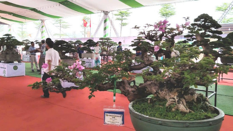 Không gian triển lãm hoa cây cảnh tại Festival.