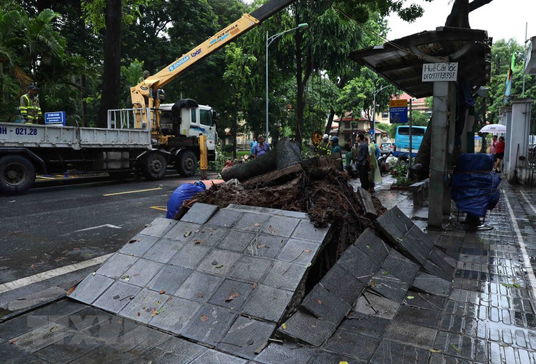 Hiện trường cây xanh bật gốc đổ vào xe buýt tại phố Tăng Bạt Hổ, phường Phạm Đình Hồ, quận Hai Bà Trưng, Hà Nội.