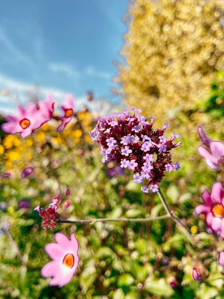 [Ảnh] Ghé Giverny thăm nhà vườn của danh họa người Pháp Claude Monet ảnh 4