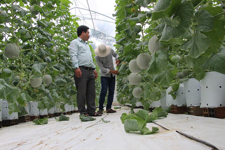 Trồng dưa lưới ở Hậu Giang.