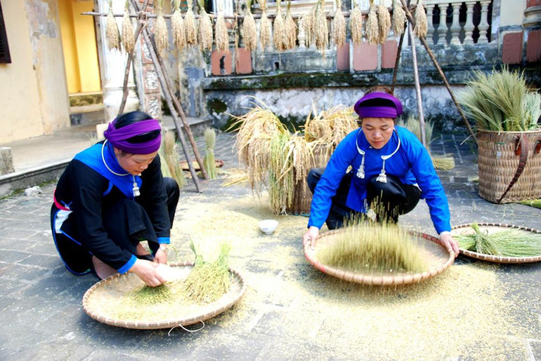 Dùng bát để tuốt hạt lúa ra khỏi bông và sàng, sảy cẩn thận cho thật sạch, loại bỏ hạt lép, thối hỏng. Dùng bát để tuốt hạt lúa ra khỏi bông và sàng, sảy cẩn thận cho thật sạch, loại bỏ hạt lép, thối hỏng.