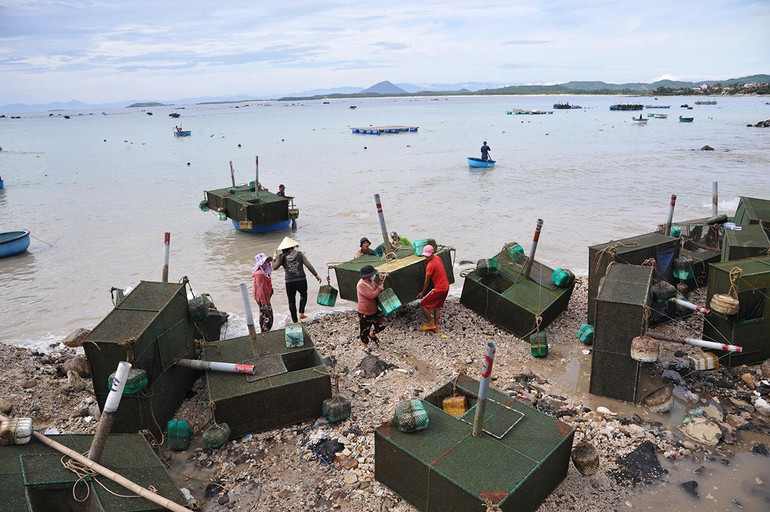Người dân xã An Hòa Hải (huyện Tuy An) đưa lồng nuôi thủy sản đã thu hoạch về nhà nhằm tránh thiệt hại do bão gây ra.