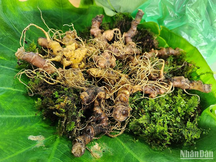 Khoảng 65kg sâm củ Ngọc Linh được bán ra tại Phiên chợ sâm Ngọc Linh.