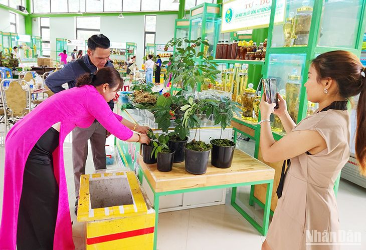 Hàng trăm cây sâm Ngọc Linh được trưng bày, giới thiệu tại phiên chợ.