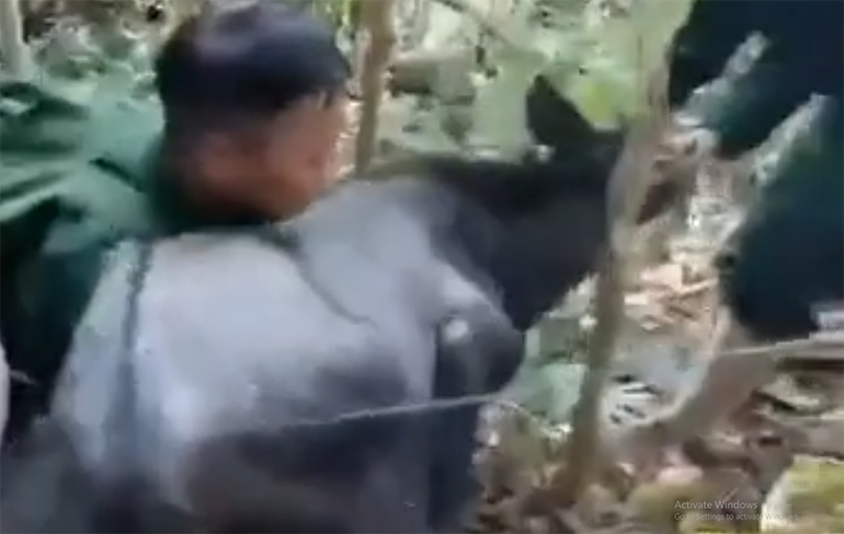 Nhóm tuần tra cộng đồng phát hiện, tiến hành gỡ bẫy, giải cứu sơn dương.