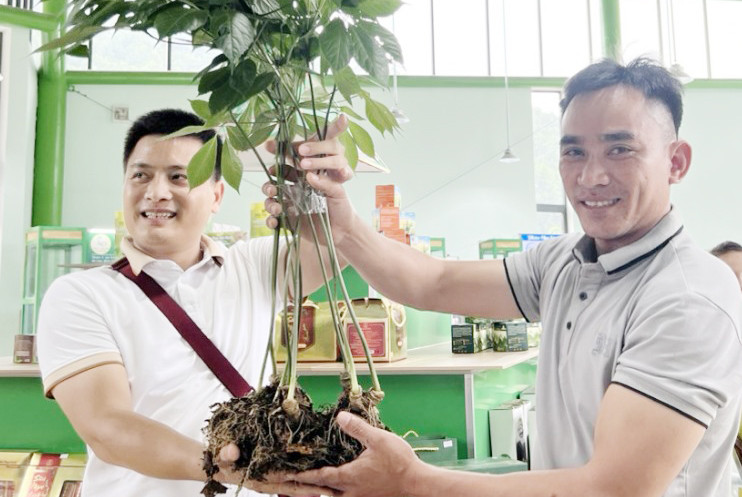 Cây sâm Ngọc Linh 20 năm tuổi bán với giá 868 triệu đồng.