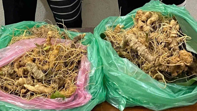 Công an huyện Nam Trà My thu hồi 3,33kg sâm Ngọc Linh.