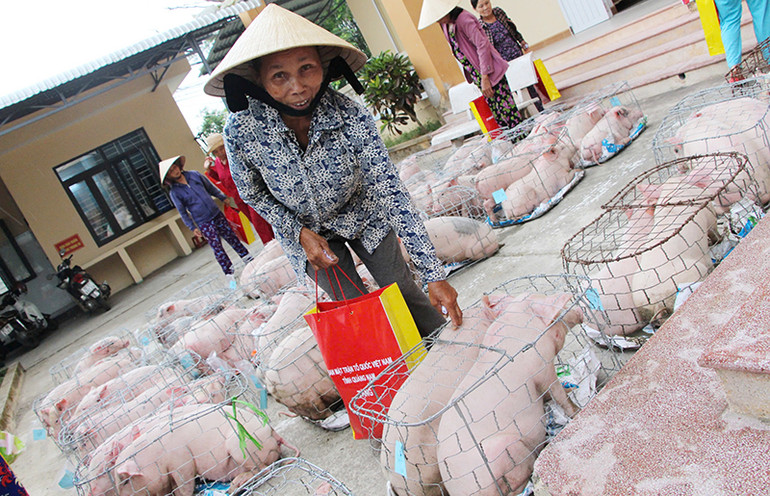 Ủy ban Mặt trận Tổ quốc Việt Nam tỉnh Quảng Nam tặng lợn giống, tạo sinh kế cho các hộ nghèo phát triển chăn nuôi, cải thiện cuộc sống.