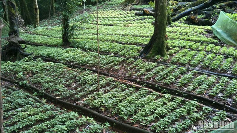 Sâm Ngọc Linh trở thành cây hàng hóa chủ lực, góp phần xóa đói giảm nghèo, ổn định đời sống cho đồng bào các dân tộc tại huyện Nam Trà My, Quảng Nam. Sâm Ngọc Linh trở thành cây hàng hóa chủ lực, góp phần xóa đói giảm nghèo, ổn định đời sống cho đồng bào các dân tộc tại huyện Nam Trà My, Quảng Nam.