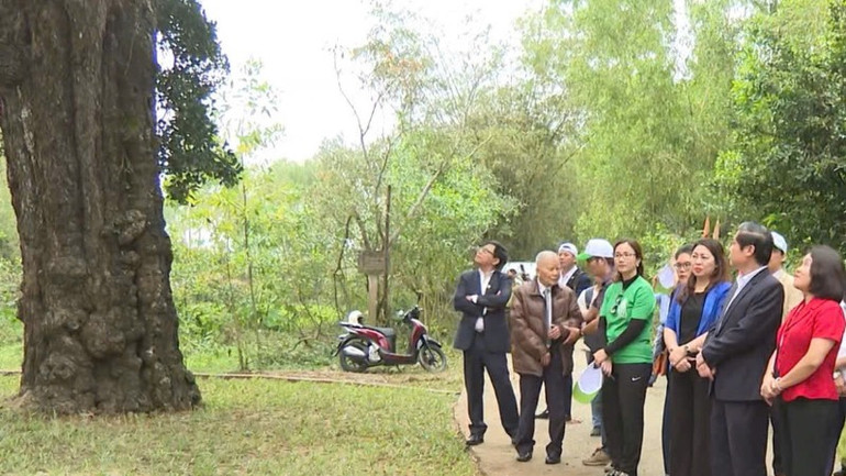 Cây Rỏi Mật hơn 500 tuổi, ở thôn Thạch Tân, xã Tam Thăng, thành phố Tam Kỳ (Quảng Nam) được công nhận cây di sản Việt Nam.