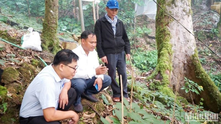 Huyện Nam Trà My vận động người dân trồng sâm dưới tán rừng nhằm gắn trồng sâm Ngọc Linh để tăng thu nhập, cải thiện đời sống với bảo vệ rừng. Huyện Nam Trà My vận động người dân trồng sâm dưới tán rừng nhằm gắn trồng sâm Ngọc Linh để tăng thu nhập, cải thiện đời sống với bảo vệ rừng.