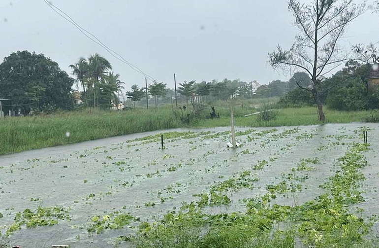 Mưa lũ kéo dài làm nhiều diện tích hoa màu ở thị xã Điện Bàn bị ngập úng, thiệt hại nặng.