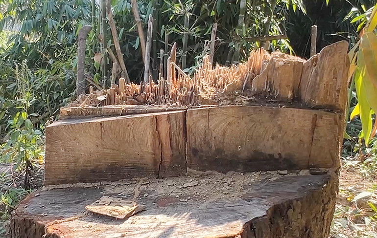 Qua kiểm tra ban đầu, các cơ quan chức năng xác định có hơn 490 cây rừng bị chặt phá trái phép khi thi công đường dây 110kV (giai đoạn 2) Thủy điện Tr’Hy qua huyện: Tây Giang và Đông Giang.