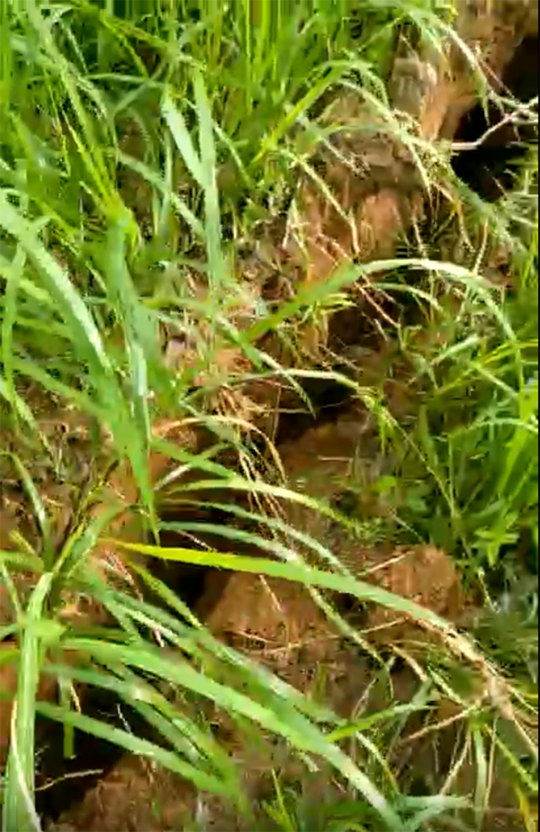 Vết nứt kéo dài hơn 100m.